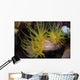 Sea Cups Raja Ampat Wall Decal