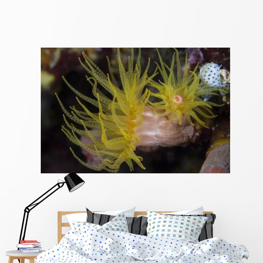 Sea Cups Raja Ampat Wall Decal