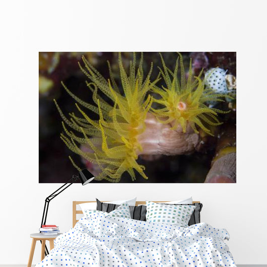 Sea Cups Raja Ampat Wall Decal
