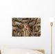 Boxing Crab Raja Ampat Wall Decal