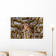 Boxing Crab Raja Ampat Wall Decal