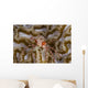 Boxing Crab Raja Ampat Wall Decal