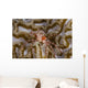 Boxing Crab Raja Ampat Wall Decal