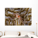 Boxing Crab Raja Ampat Wall Decal