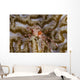Boxing Crab Raja Ampat Wall Decal