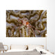 Boxing Crab Raja Ampat Wall Decal