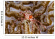 Boxing Crab Raja Ampat Wall Decal