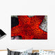 Red Starfish Raja Ampat Wall Decal