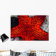 Red Starfish Raja Ampat Wall Decal