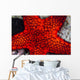 Red Starfish Raja Ampat Wall Decal