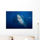 Great White Shark and Wall Decal Design 1