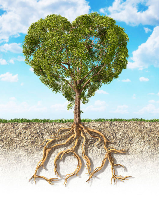 Cross Section Soil Wall Decal