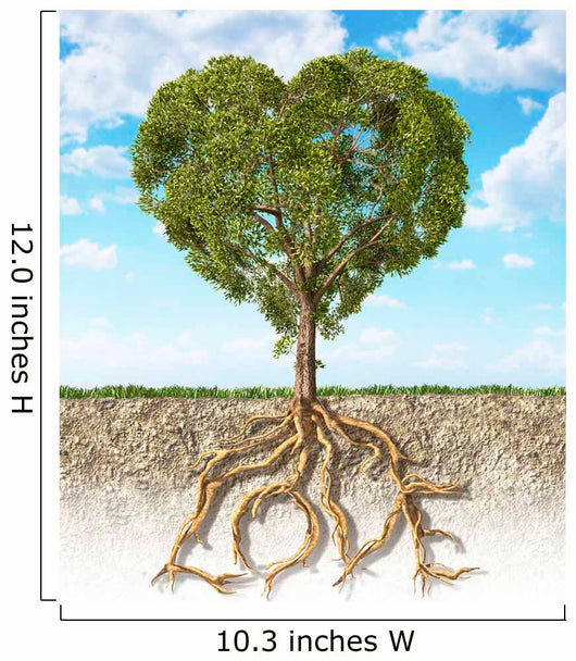 Cross Section Soil Wall Decal