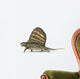 3D Rendering Dimetrodon Dinosaur Wall Decal Design 1
