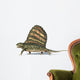 3D Rendering Dimetrodon Dinosaur Wall Decal Design 1