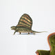 3D Rendering Dimetrodon Dinosaur Wall Decal Design 1