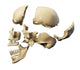 Side Human Skull White Wall Decal