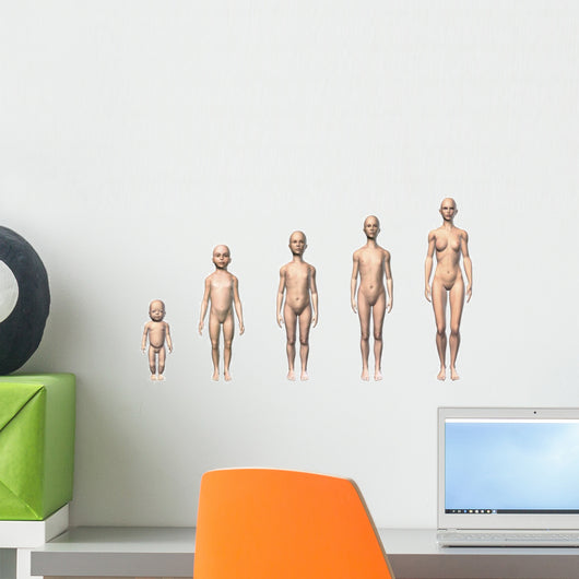 Female Human Body Scheme Wall Decal
