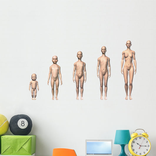 Female Human Body Scheme Wall Decal