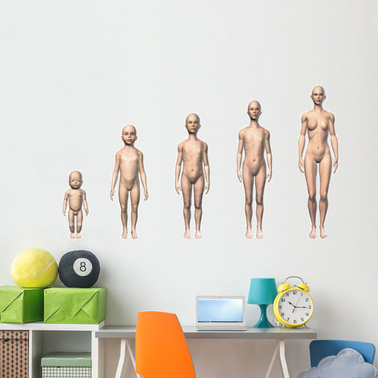 Female Human Body Scheme Wall Decal