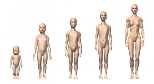 Female Human Body Scheme Wall Decal