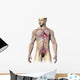 Male Human Circulatory System Wall Decal