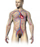 Male Human Circulatory System Wall Decal