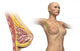 Cutaway Female Breast Full Torso Wall Decal