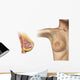 Cutaway Female Breast Wall Decal