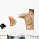 Cutaway Female Breast Wall Decal