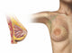 Cutaway Female Breast Wall Decal