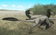 Two Dromaeosaurus Dinosaurs Sunbathing Wall Decal