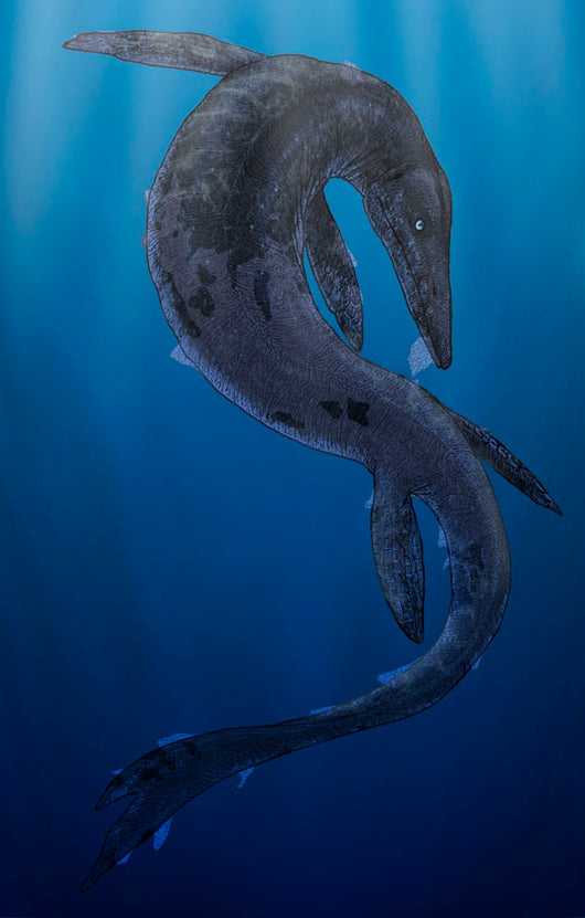 Tylosaurus Giant Marine Squamata Wall Decal
