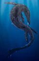 Tylosaurus Giant Marine Squamata Wall Decal