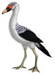 Presbyornis Extinct Genus Anseriform Wall Decal