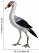 Presbyornis Extinct Genus Anseriform Wall Decal