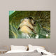 Olive Ridley Sea Turtle Wall Decal