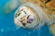 Rare Albino Loggerhead Turtle Wall Decal