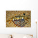 Crab Preying Dead Portuguese Wall Decal