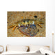 Crab Preying Dead Portuguese Wall Decal