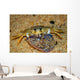 Crab Preying Dead Portuguese Wall Decal