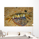 Crab Preying Dead Portuguese Wall Decal