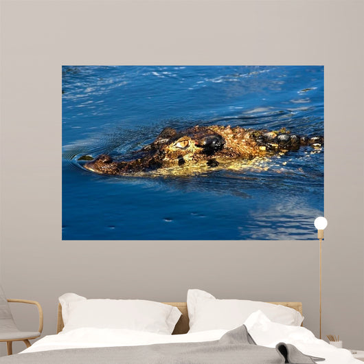 Black Caiman Lurks Water Wall Decal