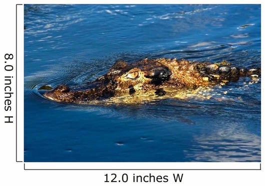 Black Caiman Lurks Water Wall Decal