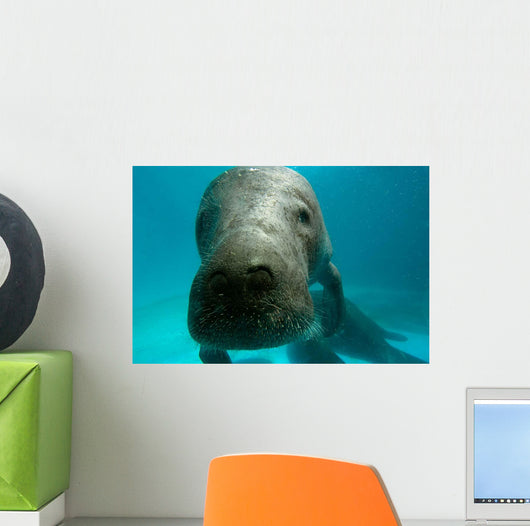 Headshot Amazon Manatee Wall Decal
