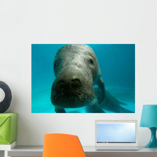 Headshot Amazon Manatee Wall Decal