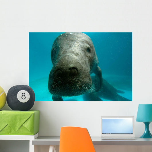 Headshot Amazon Manatee Wall Decal