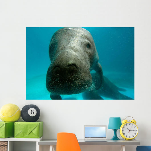 Headshot Amazon Manatee Wall Decal