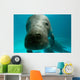 Headshot Amazon Manatee Wall Decal