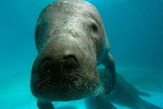 Headshot Amazon Manatee Wall Decal